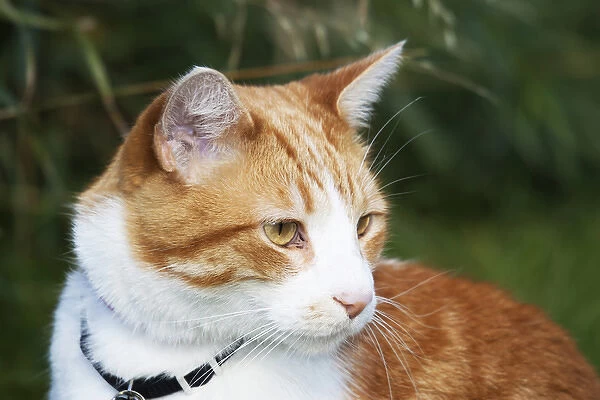 Domestic shorthair cat marmalade in garden