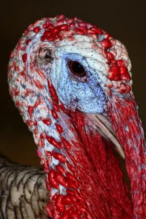Framed Print : Domestic Turkey gobbler Framed Print : Domestic Turkey gobbler