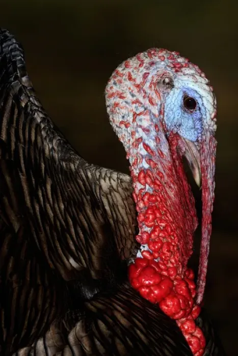 Framed Print : Domestic Turkey gobbler Framed Print : Domestic Turkey gobbler
