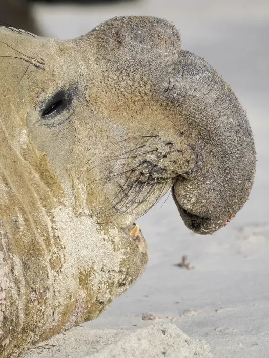 Framed Print : Dominant Bull, aggressive posture, defending its harem. Southern elephant seal during mating and pupping season on a beach on Sea Lion Island. South America, Falkland Islands Framed Print : Dominant Bull, aggressive posture, defending its harem. Southern elephant seal during mating and pupping season on a beach on Sea Lion Island. South America, Falkland Islands
