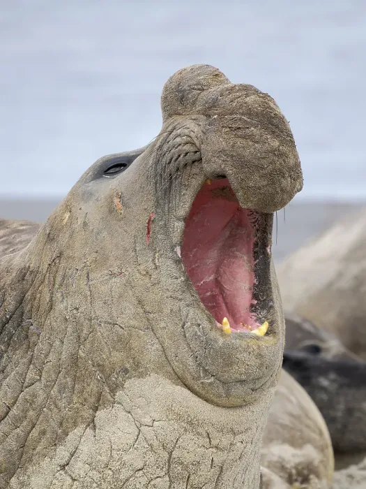 Framed Print : Dominant Bull, aggressive posture, defending its harem. Southern elephant seal during mating and pupping season on a beach on Sea Lion Island. South America, Falkland Islands