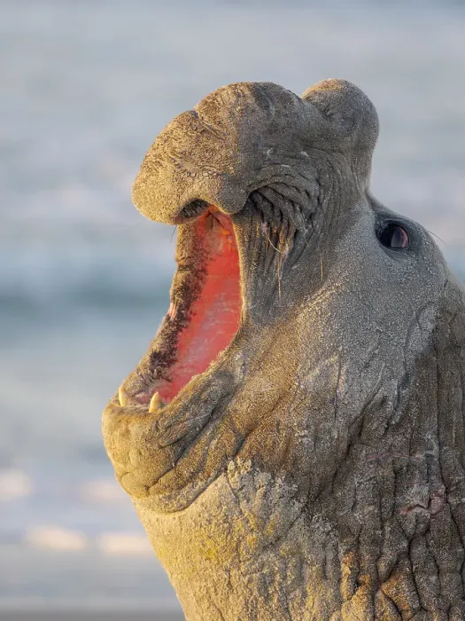 Framed Print : Dominant bull or beach master, threat display. Southern elephant seal during mating season on beach of Sea Lion Island. South America, Falkland Islands