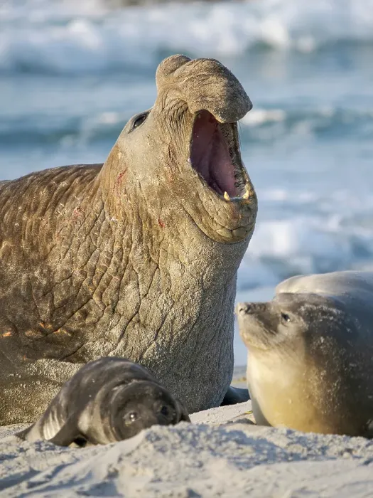 Framed Print : Dominant bull or beach master, threat display. Southern elephant seal during mating season on beach of Sea Lion Island. South America, Falkland Islands