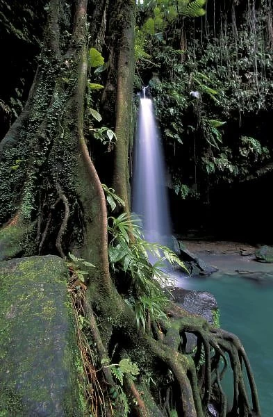Dominica, Emerald Pool, Waterfall