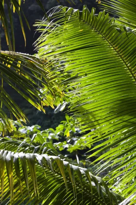 Framed Print : Dominica, Roseau, Roseau Valley, tropical vegetation, rain forest Framed Print : Dominica, Roseau, Roseau Valley, tropical vegetation, rain forest