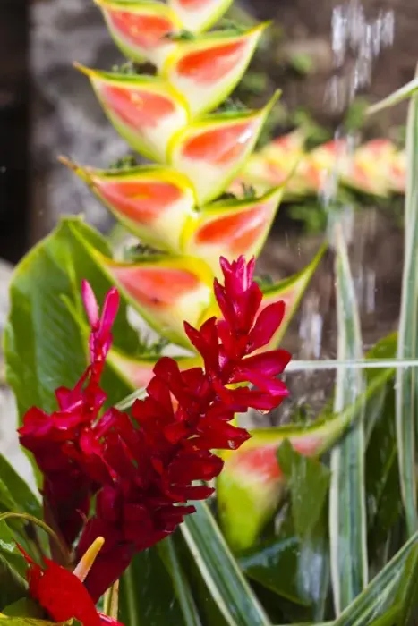 Framed Print : Dominica, Roseau, tropical vegetation, heliconia, heliconiaceae, and red ginger Framed Print : Dominica, Roseau, tropical vegetation, heliconia, heliconiaceae, and red ginger