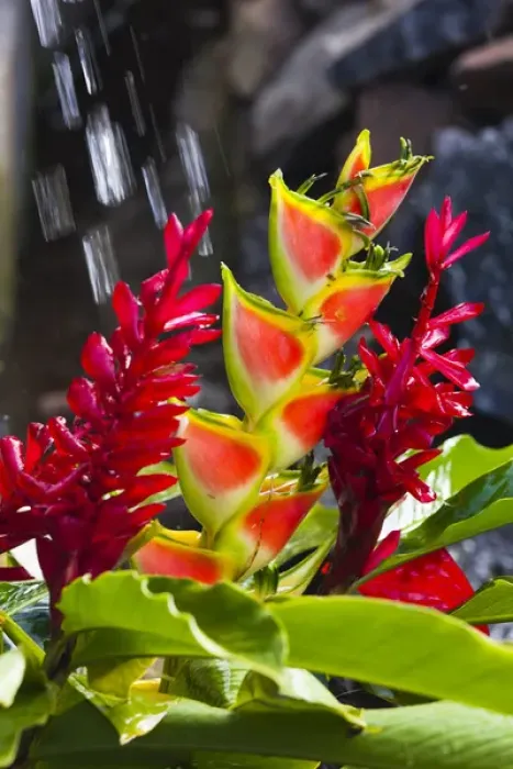 Framed Print : Dominica, Roseau, tropical vegetation, heliconia, heliconiaceae, and red ginger