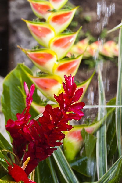 Dominica, Roseau, tropical vegetation, heliconia, heliconiaceae, and red ginger