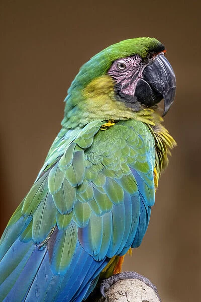 The Dominican green-and-yellow macaw