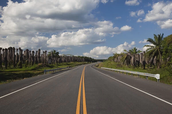 Dominican Republic, Central Area, Finca de Palma, RN7, highway to the Samana Peninsula