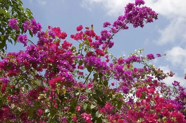 Dominican Republic, flowers