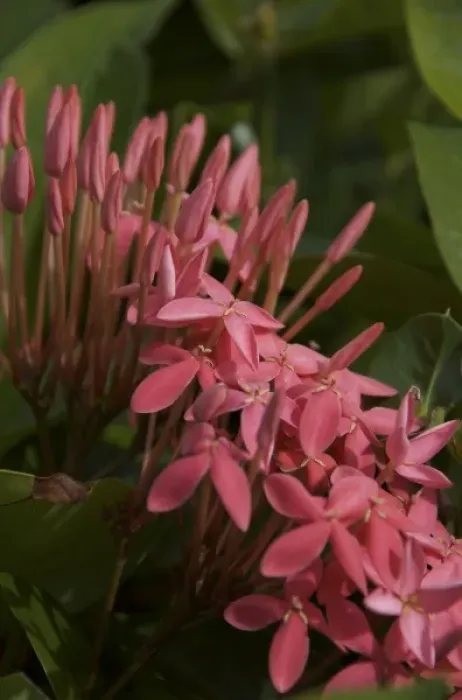 Framed Print : Dominican Republic, La Altagracia, Punta Cana, Bavaro, Ixora coccinea