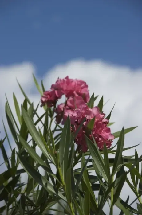 Framed Print : Dominican Republic, La Altagracia, Punta Cana, Bavaro, pink Oleander Framed Print : Dominican Republic, La Altagracia, Punta Cana, Bavaro, pink Oleander