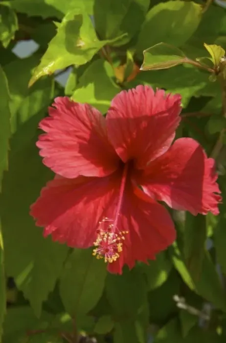 Framed Print : Dominican Republic, La Altagracia, Punta Cana, Bavaro, Hibiscus flower