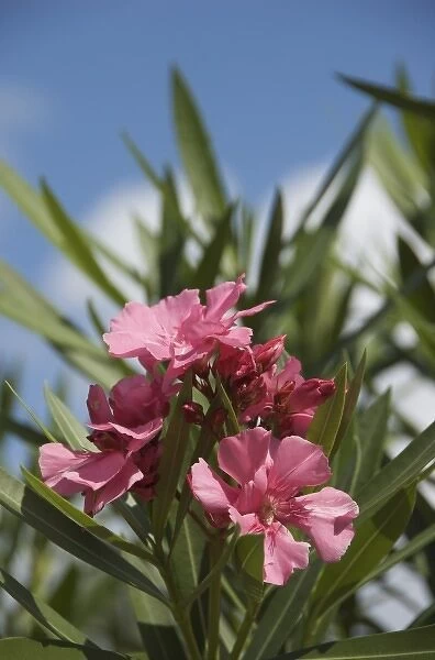 Dominican Republic, La Altagracia, Punta Cana, Bavaro, pink Oleander
