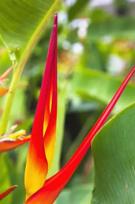 Framed Print : Dominican Republic, La Romana, Casa de Campo Resort, Heliconia flower Framed Print : Dominican Republic, La Romana, Casa de Campo Resort, Heliconia flower