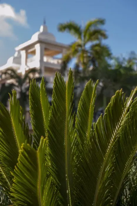 Framed Print : Dominican Republic, Punta Cana, Higuey, Bavaro, Riu Palace, rooftop terrace, palm tree