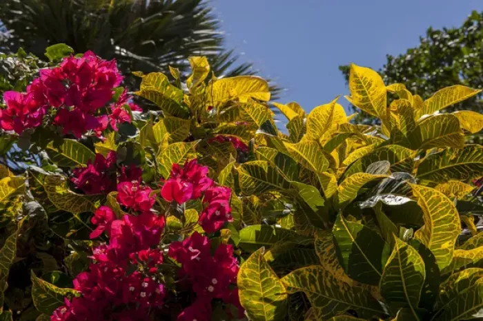 Framed Print : Dominican Republic, Punta Cana, Higuey, Bavaro, Bougainvillea, tropical garden Framed Print : Dominican Republic, Punta Cana, Higuey, Bavaro, Bougainvillea, tropical garden