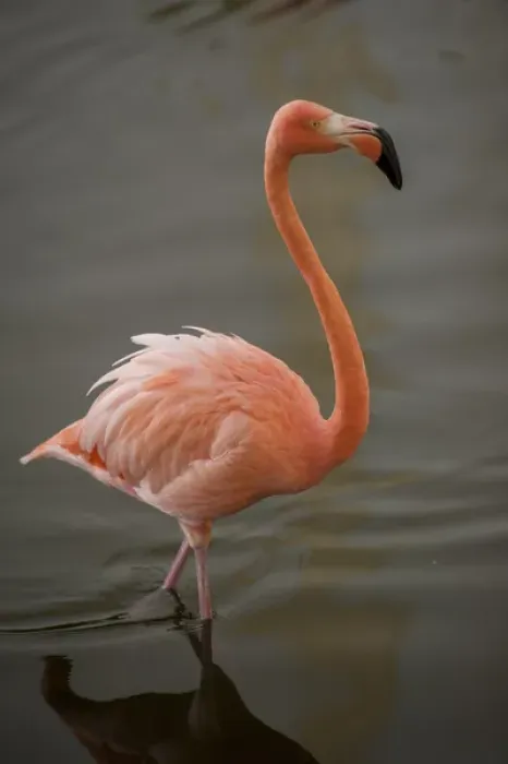 Framed Print : Dominican Republic, Punta Cana, Higuey, Bavaro, Iberostar Grand, pink flamingo Framed Print : Dominican Republic, Punta Cana, Higuey, Bavaro, Iberostar Grand, pink flamingo