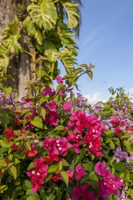 Framed Print : Dominican Republic, Punta Cana, Higuey, Bavaro, Bougainvillea Framed Print : Dominican Republic, Punta Cana, Higuey, Bavaro, Bougainvillea