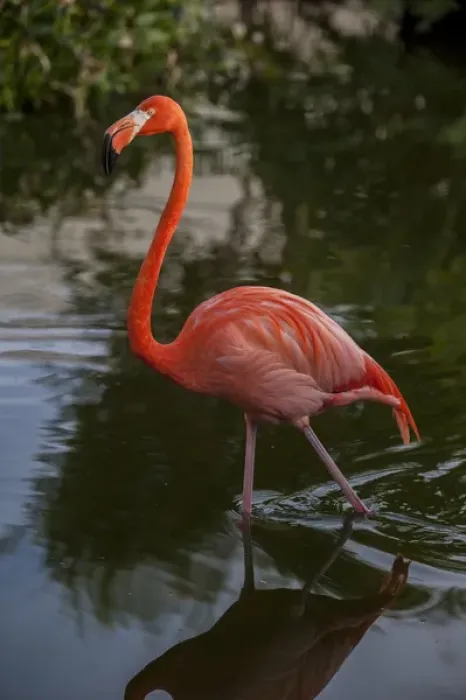 Framed Print : Dominican Republic, Punta Cana, Higuey, Bavaro, Iberostar Grand, pink flamingo Framed Print : Dominican Republic, Punta Cana, Higuey, Bavaro, Iberostar Grand, pink flamingo