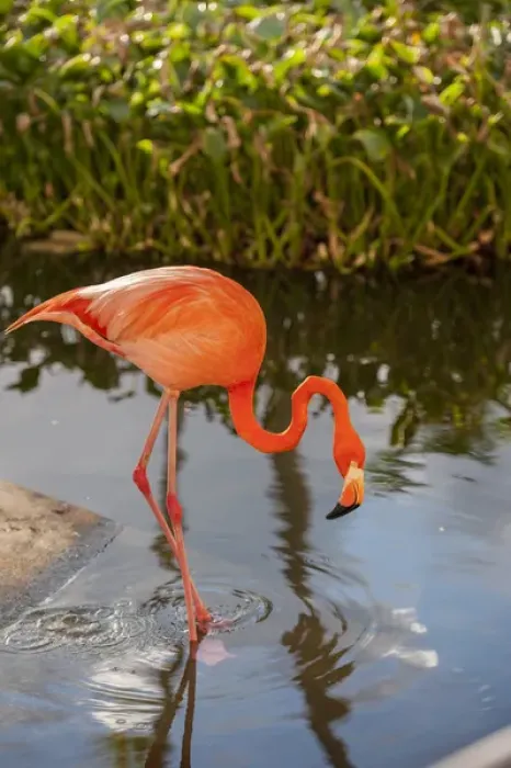 Framed Print : Dominican Republic, Punta Cana, Higuey, Bavaro, Iberostar Grand, pink flamingo Framed Print : Dominican Republic, Punta Cana, Higuey, Bavaro, Iberostar Grand, pink flamingo