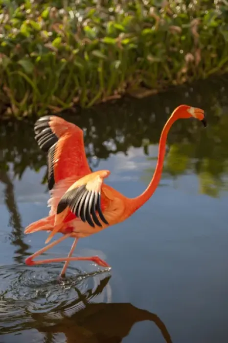 Framed Print : Dominican Republic, Punta Cana, Higuey, Bavaro, Iberostar Grand, pink flamingo