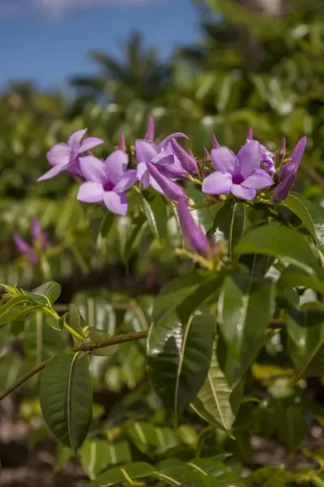 Framed Print : Dominican Republic, Punta Cana, Higuey, Bavaro, purple tropical flowers
