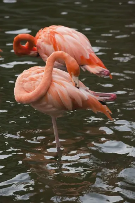 Framed Print : Dominican Republic, Punta Cana Region, Bavaro, pink flamingos, phoenicopterus roseus Framed Print : Dominican Republic, Punta Cana Region, Bavaro, pink flamingos, phoenicopterus roseus