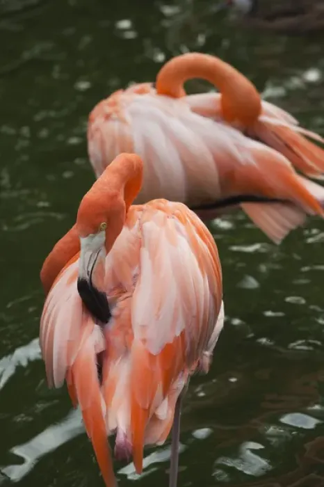 Framed Print : Dominican Republic, Punta Cana Region, Bavaro, pink flamingos, phoenicopterus roseus Framed Print : Dominican Republic, Punta Cana Region, Bavaro, pink flamingos, phoenicopterus roseus