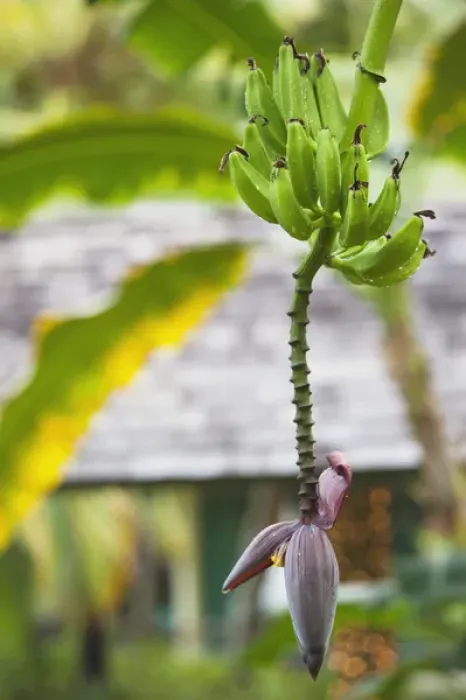 Framed Print : Dominican Republic, Punta Cana Region, Bavaro, banana tree Framed Print : Dominican Republic, Punta Cana Region, Bavaro, banana tree