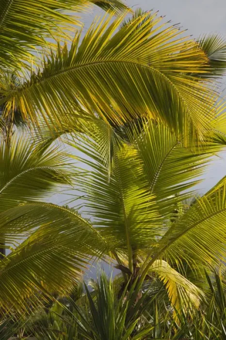 Framed Print : Dominican Republic, Punta Cana Region, Bavaro, beach palms