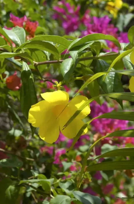 Framed Print : Dominican Republic, tropical flowers