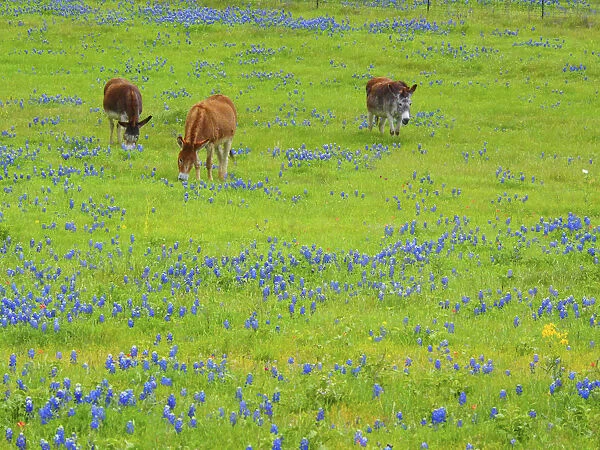 Donkey in field of bluebonnets near Llano Texas