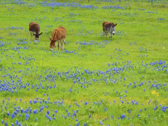 Framed Print : Donkey in field of bluebonnets near Llano Texas Framed Print : Donkey in field of bluebonnets near Llano Texas