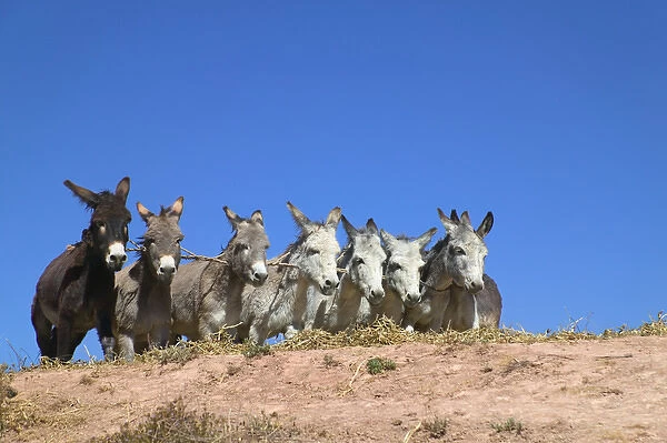 Donkeys running on barley to thrash, Sacred Valley, Cusco area, Peru
