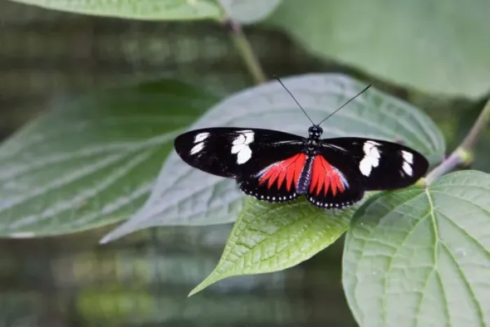 Framed Print : Doris Longwing Red (Heliconius doris) resting on a plant with its wings fully extended