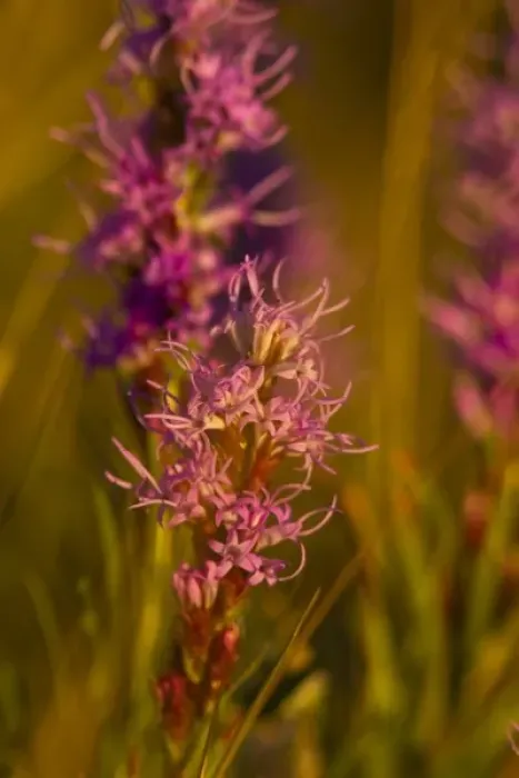 Framed Print : Dotted gayfeather wildflowers in the prairie near Augusta, Montana, USA Framed Print : Dotted gayfeather wildflowers in the prairie near Augusta, Montana, USA