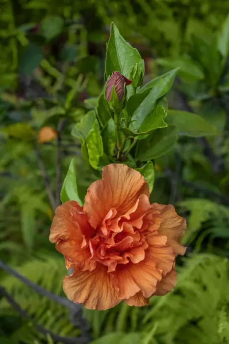 Framed Print : Double bloom, Orange Hibiscus Framed Print : Double bloom, Orange Hibiscus
