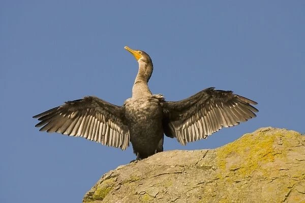 Double-crested cormorant, Phalacrocorax auritus, drying wings, Stanley Park, British