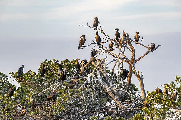 Double-crested cormorant rookery at Ten Thousand Islands National Wildlife Refuge in
