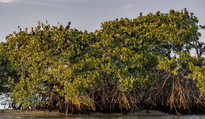 Framed Print : Double-crested cormorant rookery at Ten Thousand Islands National Wildlife Refuge in Framed Print : Double-crested cormorant rookery at Ten Thousand Islands National Wildlife Refuge in