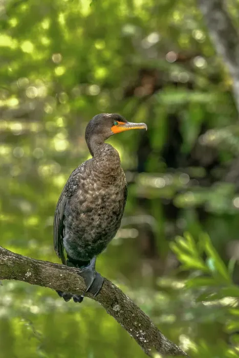 Framed Print : A double-crested cormorant shows off wonderful feather detail close-up Framed Print : A double-crested cormorant shows off wonderful feather detail close-up