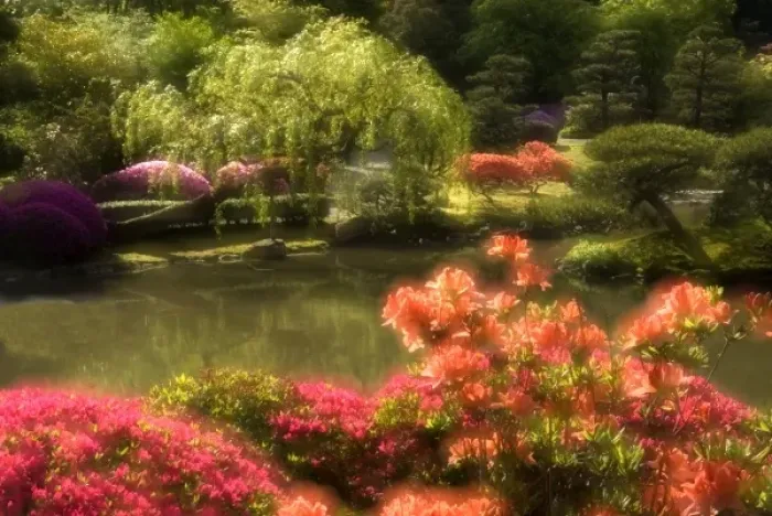 Framed Print : Double Exposure of Japanese Garden and Pond Framed Print : Double Exposure of Japanese Garden and Pond