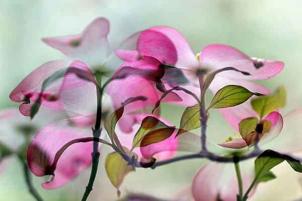 Double exposure of pink dogwood tree blossoms, Louisville, KY
