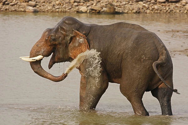 Double-masth Indian Elephant taking bath, Corbett National Park, India
