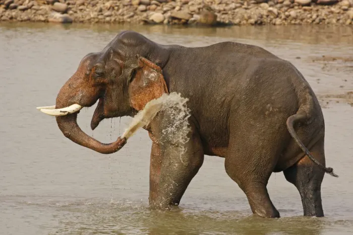 Framed Print : Double-masth Indian Elephant taking bath, Corbett National Park, India