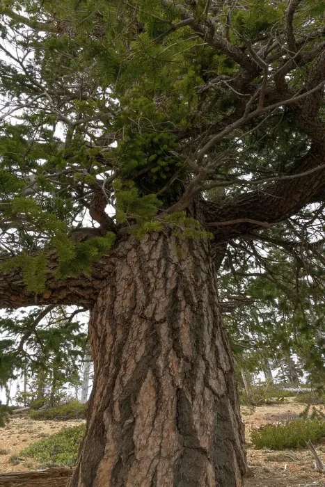 Framed Print : Douglas fir (Pseudotsuga menziesii), Bristlecone Loop, Bryce Canyon National Park, Utah, US