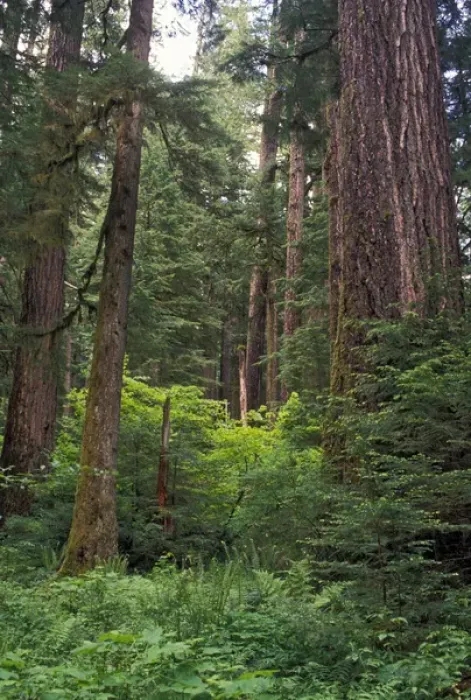 Framed Print : Douglas fir trees in old growth forest in Willamette National Forest. North America