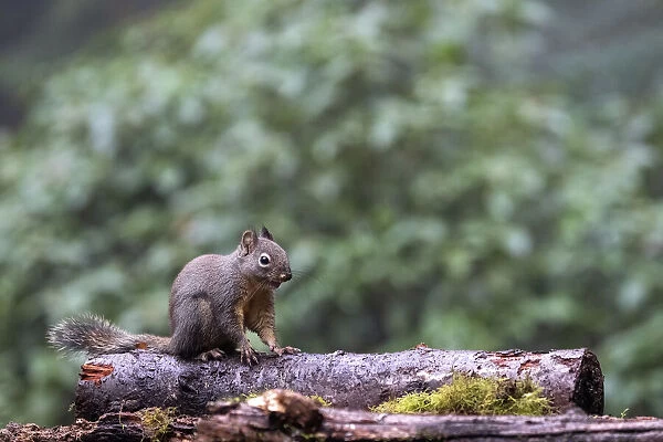Douglas Squirrel standing on a log